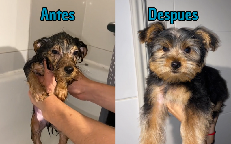 Secador De Mascotas 2 En 1